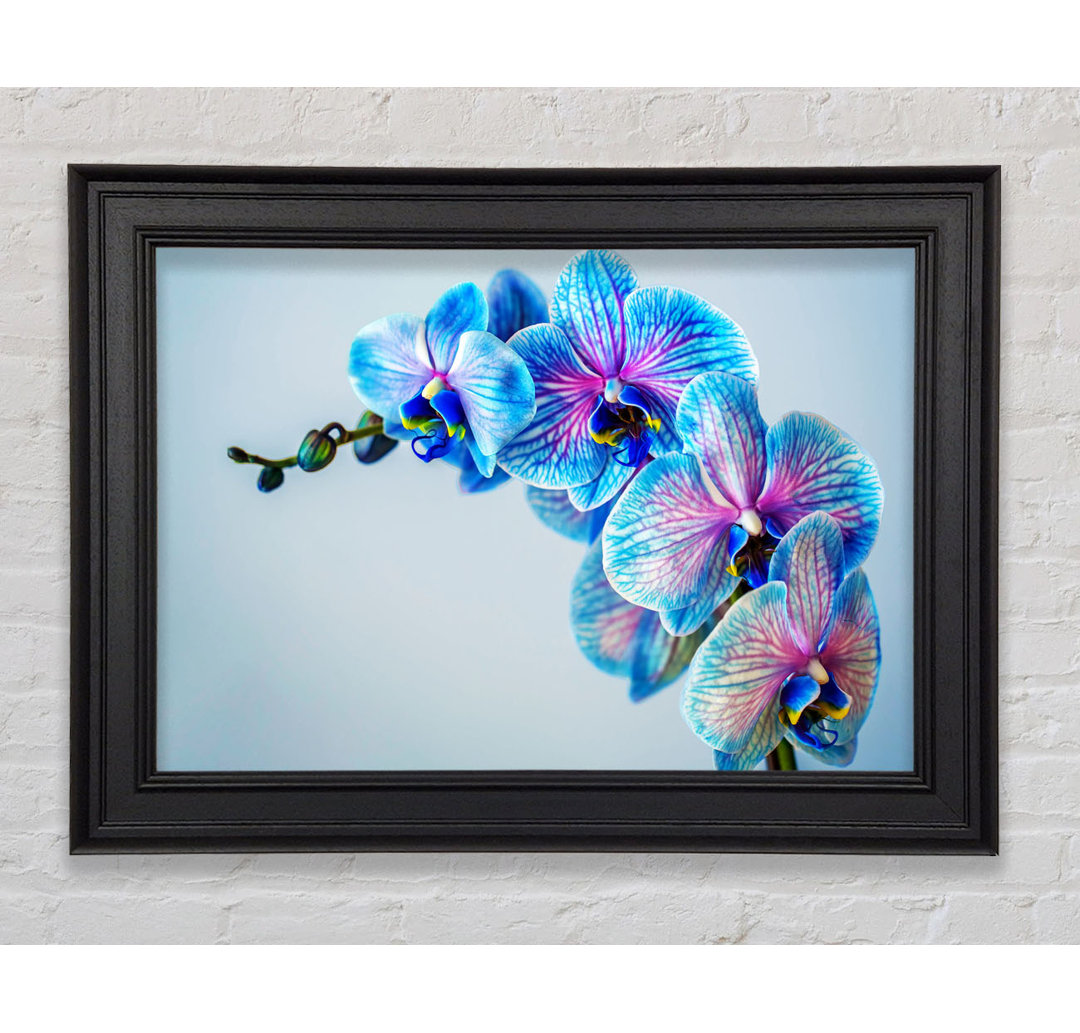 Blaue Orchideen Close Up Gerahmter Druck