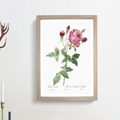 Provence Rose in Pink by Pierre-Joseph Redoute - Picture Frame Painting Print