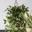 Faux Devil's Ivy Plant in Plastic Pot-1117032373