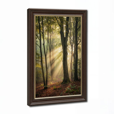 Golden Sunbeams Through Tall Forest Trees Canvas Wall Art