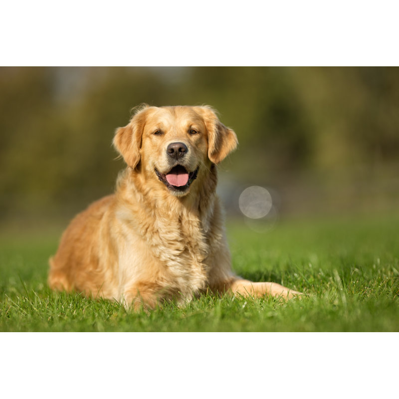 Nihit Golden Retriever Dog par Bigandt_P photography, H 12 po x l 18 po x P 1,25 po
