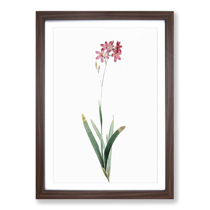 Corn Lily in Pink by Pierre-Joseph Redoute - Picture Frame Painting Print, Walnut Framed, 65cm H x 48cm W x 2cm D
