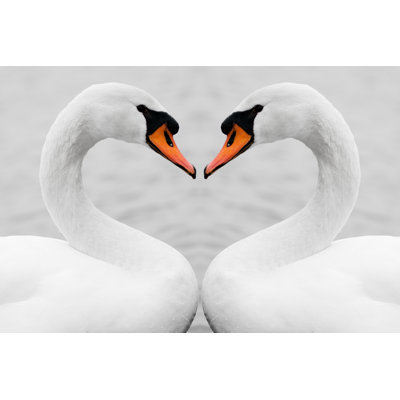 " Love Of Swans " by Baiajaku