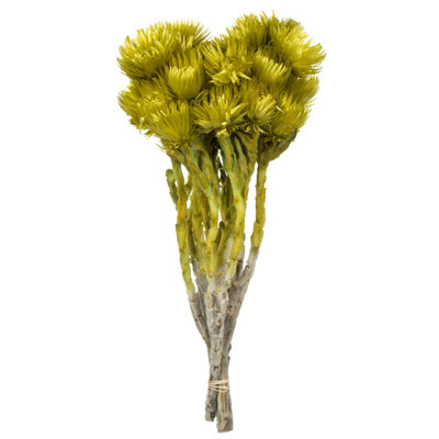 Vickerman 13-14" Everlasting Flowers, approximately 23 blooms, Dried
