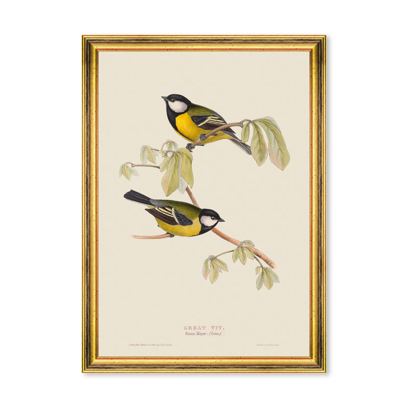 GREAT TIT