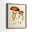 Champignon Variétés III - reproduction encadrée de qualité supérieure - prête à être accrochée - aucun clou requis - aucun clou requis-607282531-607282557