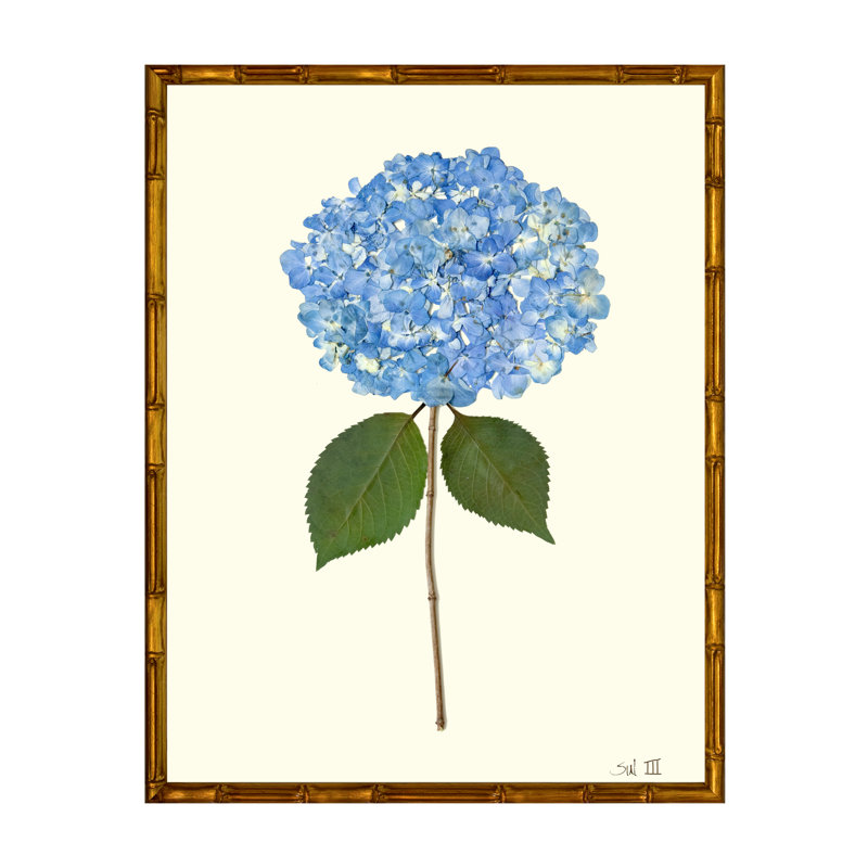 Pressed Hydrangea Print by Sandy Whitaker, Gold