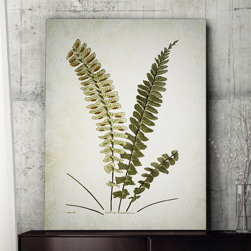 «Botanical Plate V», reproduction d'art sur toile tendue, H 18 po x l 27 po x P 1,5 po