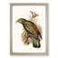 Kea Parrot by Elizabeth Gould - Picture Frame Graphic Art Print-55609789-55609792