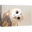 Bird " White Owl With Twisted Head Wildlife "-99543268