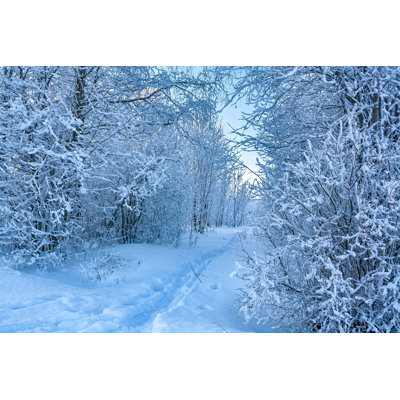 Delanos Winter Forest par - Photographie de toile tendue