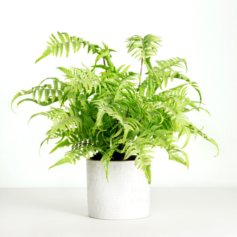 Faux Fern Plant in Ceramic Planter