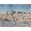 Hand Knotted Wool Area Rug