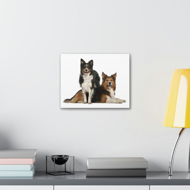 Border Collie Couple, Border Collie, H 12 po x l 18 po