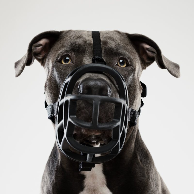 Pit bull dog posing with muzzle, 76cm H x 76cm W