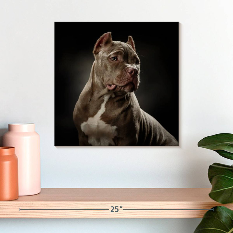 Brampt Bully Pitbull, H 16 po x l 16 po