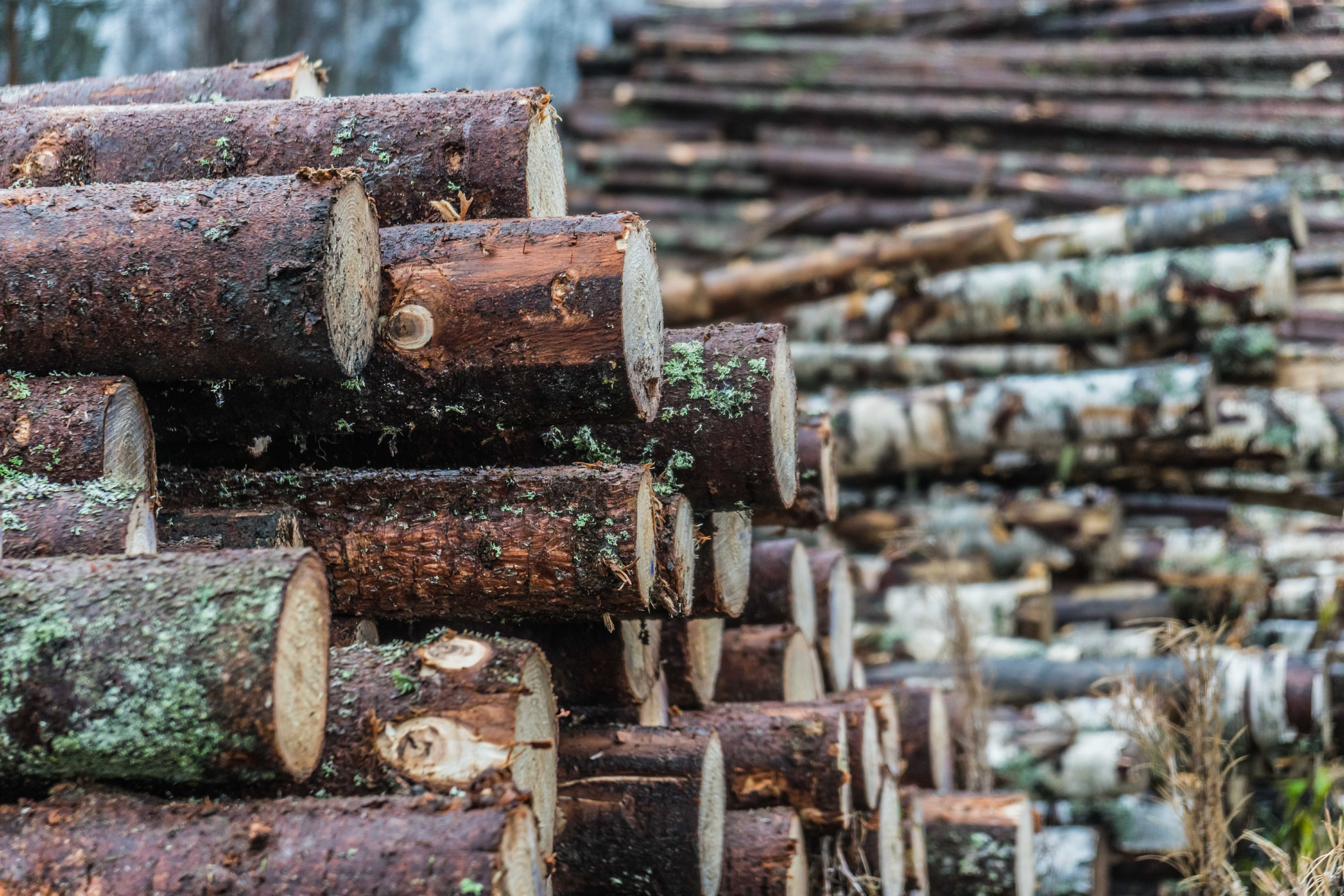 Millwood Pines Wooden Logs by Medvedkov - Wrapped Canvas Photograph ...