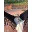 Jemison Double Hammock-278487658