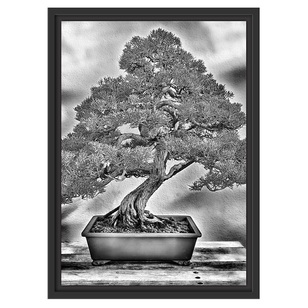 Gerahmtes Wandbild Bonsai Baum