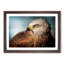 Portrait of  Kite Bird - Picture Frame Painting Print-55601448-55601449