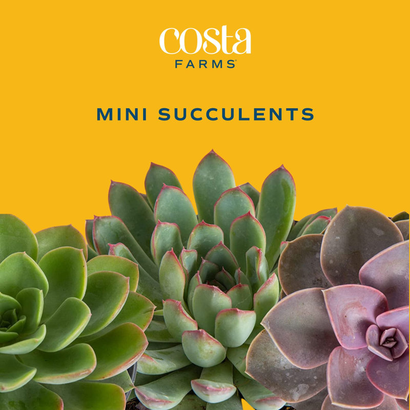 Succulent in Planter