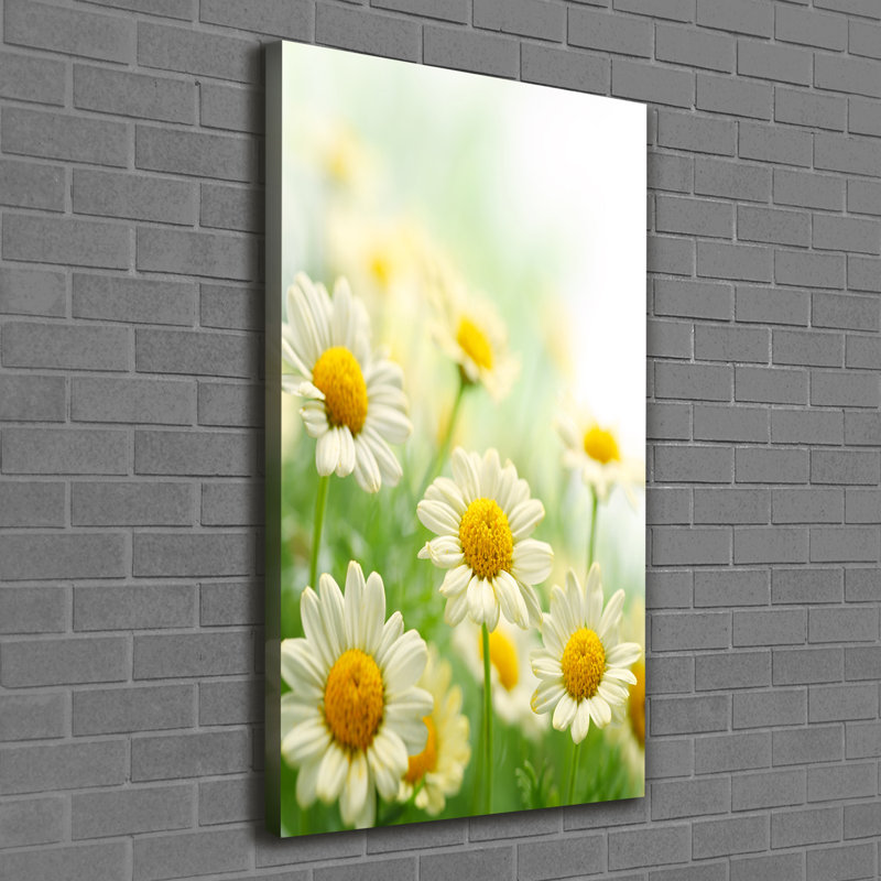 Daisies - Wrapped Canvas Print