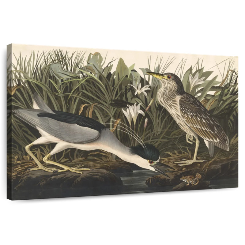 Héron nocturne des oiseaux d'Amérique, H 8 po x l 12 po