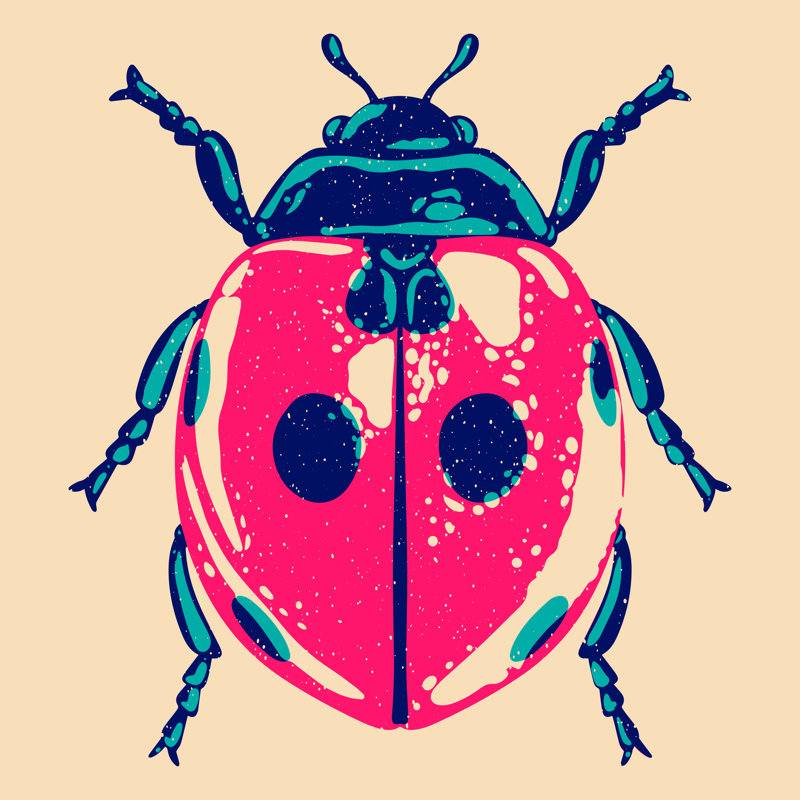 Coccinelle, H 12 po x l 12 po