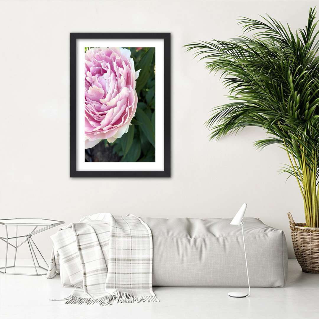 Gerahmtes Poster Pretty Pink Peony