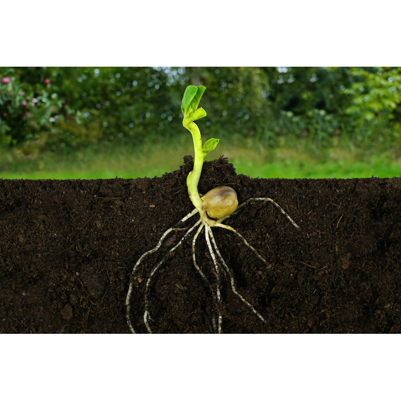 Growing Sprout Plant - Photographie sur toile tendue, H 8 po x l 12 po