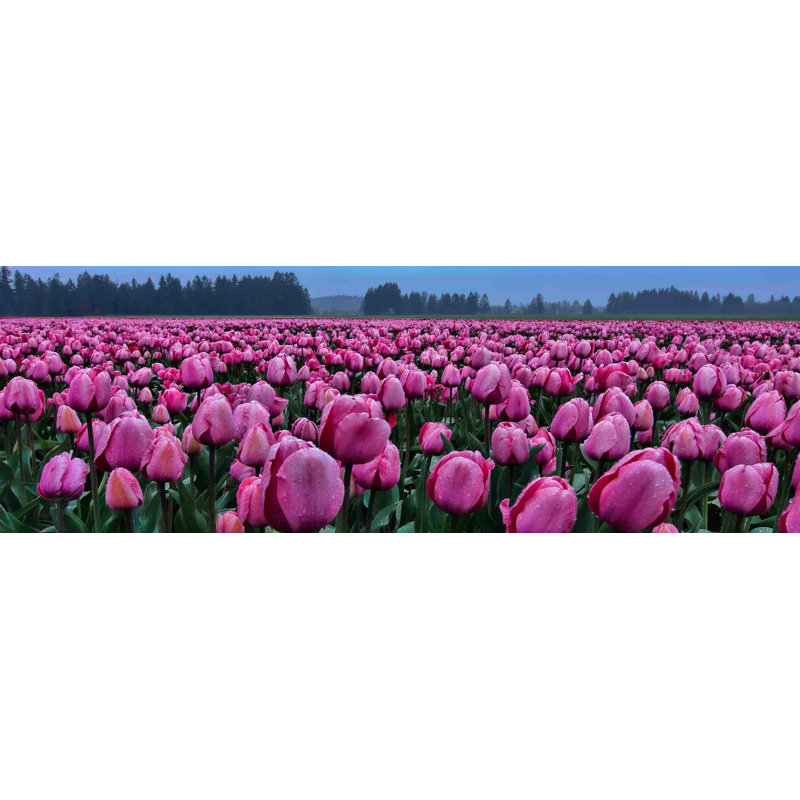 Tulips Galore by Don Schwartz - Wrapped Canvas Panoramic Print, 25 cm H x 76 cm W