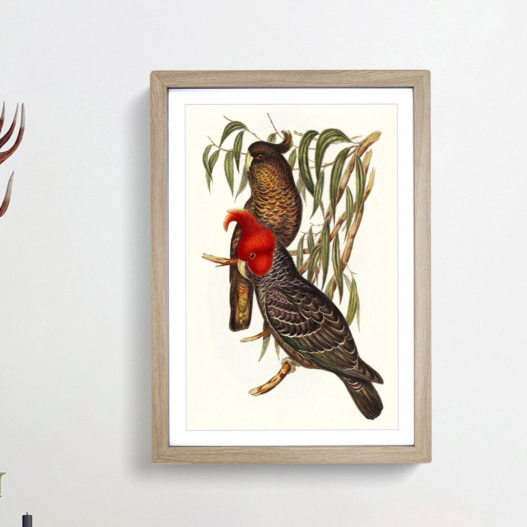 Gang-Gang Cockatoos by Elizabeth Gould - Framed Print