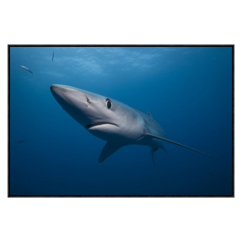 " Blue Shark, San Diego, California ", 24" H x 36" W x 1.5" D