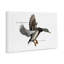 Canard colvert volant par Jadei-1222282950