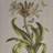 4-Piece Botanical Illustration Framed Canvas Wall Art Set