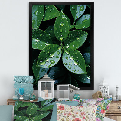 " Botanical Plan Under Rain "