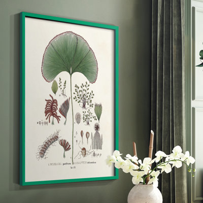 «Botanical Society Ferns III», reproduction encadrée - bois massif