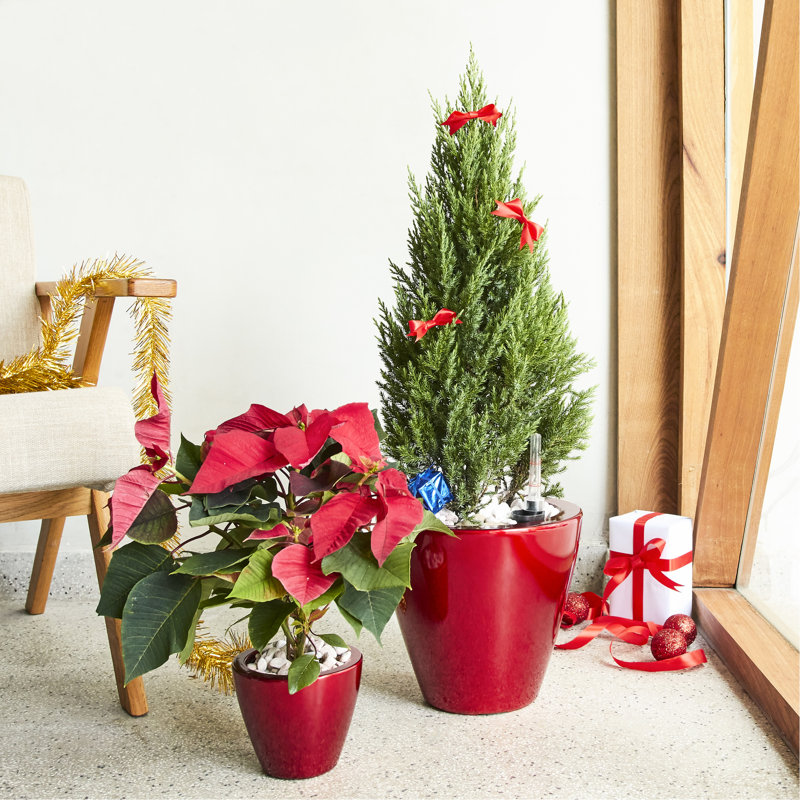 2 Smart Self-Watering Planter - Red Round Cone  For Home And Garden Beauty Fabulous Holiday, Birthday, Father's Day, Mother's Day Pot  Plant Growth Care b ,