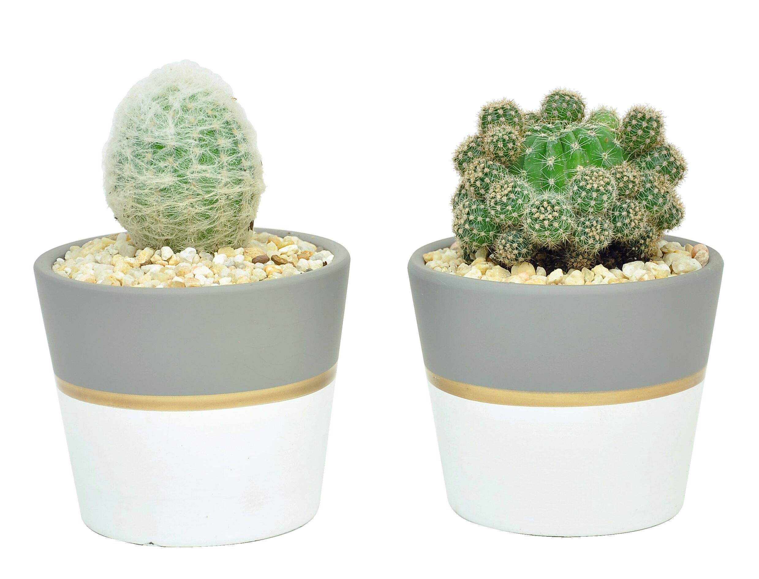 Live Cactus Assorted Pack, Cactus Gift Decoration - 8 Succulents