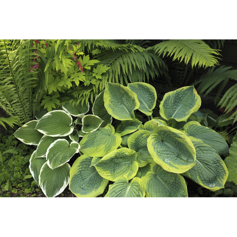 Hosta And Fern Garden by Constantgardener - No Frame Art Prints on Canvas, 81cm H x 122cm W