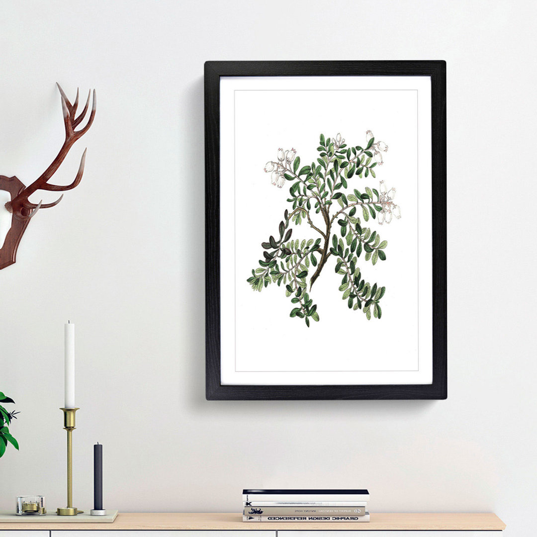 Bearberry Flowers Illustration - Single Picture Frame Painting