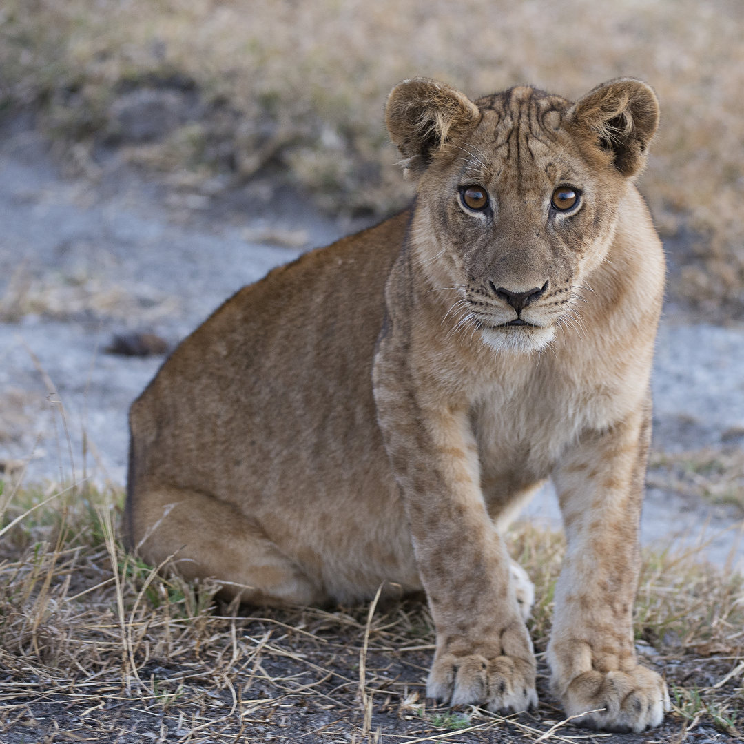 Leinwandbild Young Lion - Zambia von Scott Bennion