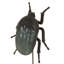 Small June Beetle on Stand