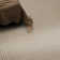 Soloba Washable Rug