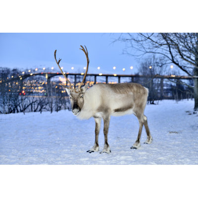Reindeer Wall Art on Canvas