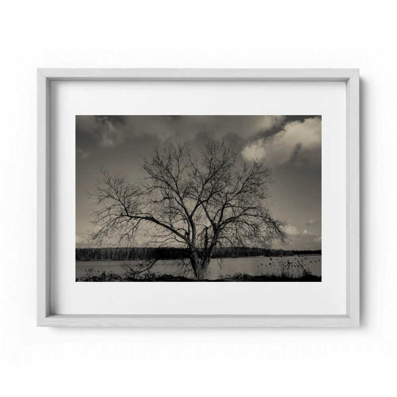Baum Im Winter Print by Joseph Regan, White, 14" H x 16" W x 0.75" D