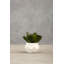 24cm Faux Succulent Plant in Concrete Pot