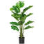 60 plantes