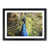 Black Framed selected
