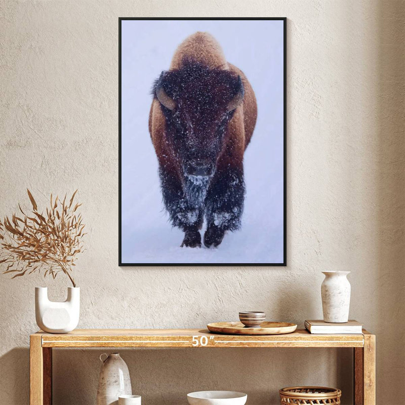 Bison In Snow, 27" x 40", Floating Frame Black